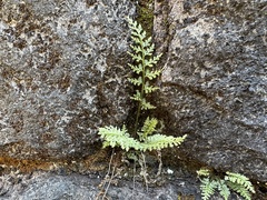Asplenium anogrammoides