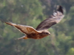 Buteo buteo vulpinus