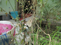Papilionoidea