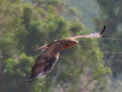 Buteo buteo vulpinus