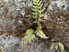 Asplenium anogrammoides