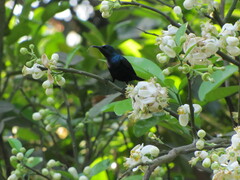Cinnyris asiaticus