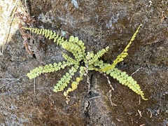 Asplenium incisum