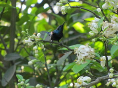 Cinnyris asiaticus