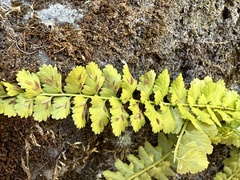 Asplenium incisum
