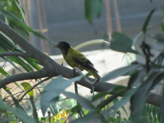 Oriolus xanthornus