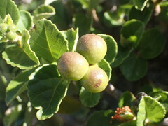 Grewia robusta