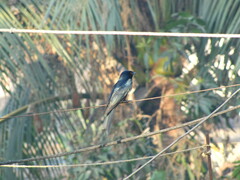 Aves