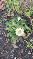Bellis perennis