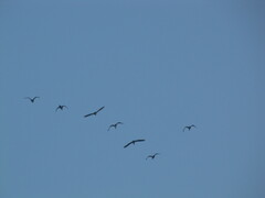 Aves