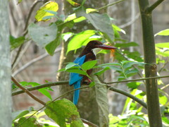 Halcyon smyrnensis