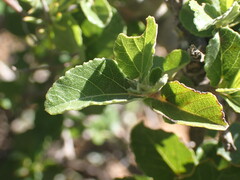 Grewia robusta