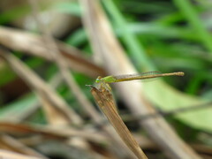 Ceriagrion coromandelianum