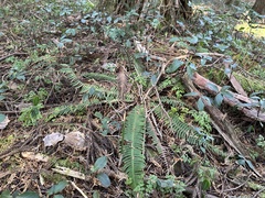 Struthiopteris niponica