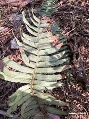 Struthiopteris niponica