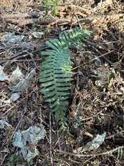 Struthiopteris niponica