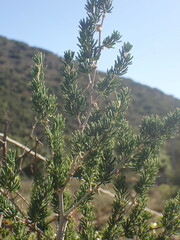 Asparagus mucronatus