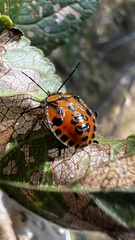 Brontocoris nigrolimbatus
