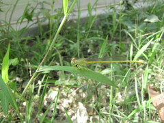 Ceriagrion coromandelianum