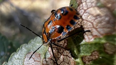Brontocoris nigrolimbatus