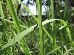 Agriocnemis pygmaea