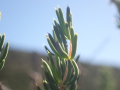 Asparagus mucronatus