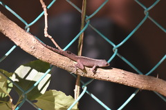 Anolis rodriguezii