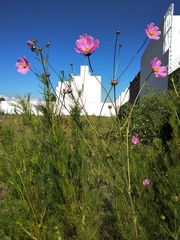 Cosmos bipinnatus