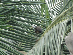 Amaurornis phoenicurus