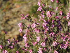 Erica australis