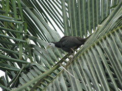 Amaurornis phoenicurus