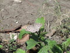 Junonia atlites