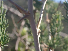 Asparagus mucronatus