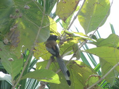 Dendrocitta vagabunda