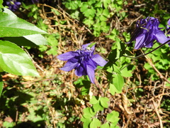Aquilegia vulgaris