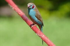 Uraeginthus bengalus