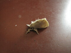 Lepidoptera