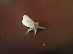 Lepidoptera