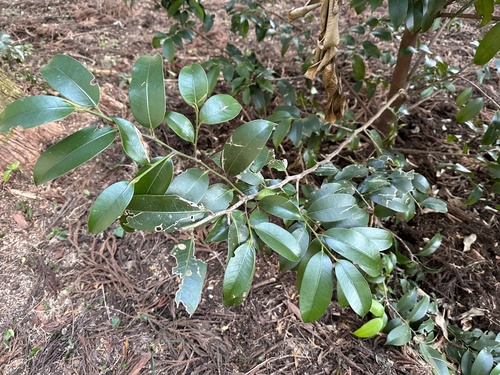 Cleyera japonica