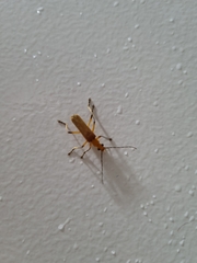 Chauliognathus cinguliventris