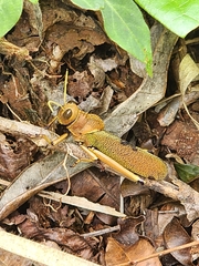 Antiphon acropyrinon