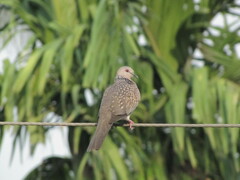 Streptopelia chinensis