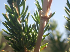 Asparagus mucronatus