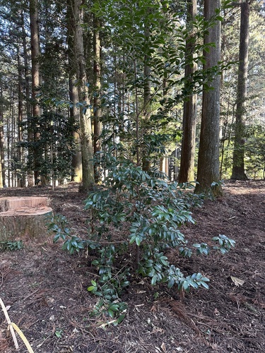 Cleyera japonica