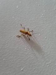 Chauliognathus cinguliventris