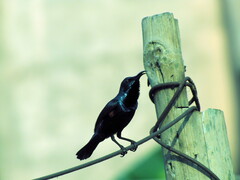 Aves