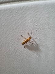 Chauliognathus cinguliventris