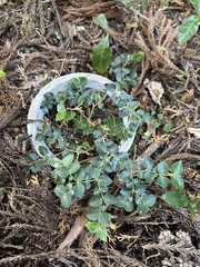 Damnacanthus indicus indicus