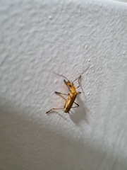 Chauliognathus cinguliventris