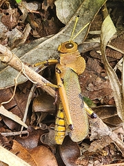 Antiphon acropyrinon